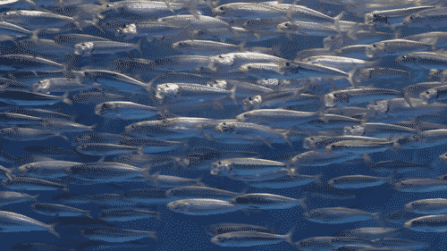 sardines